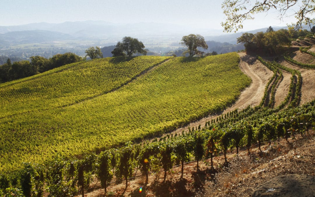 James Cluer in Napa, California.  Spring Mountain Vineyard