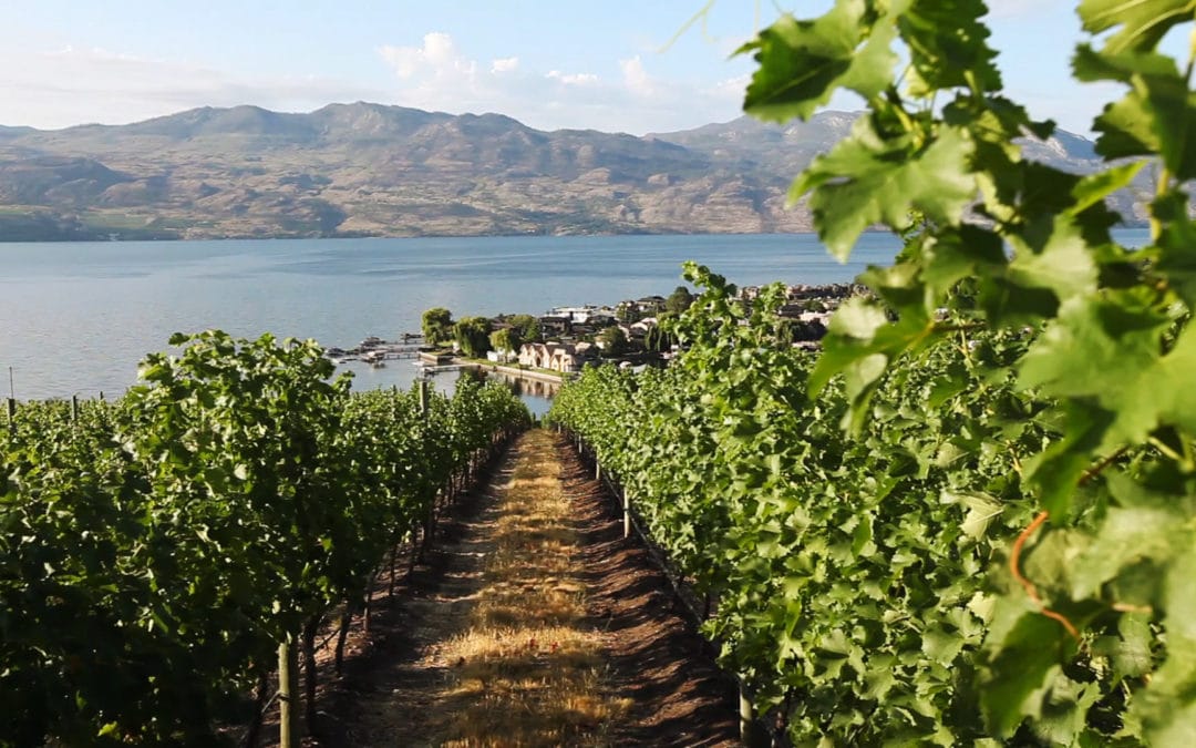 James Cluer at Quails Gate Winery, Okanagan BC