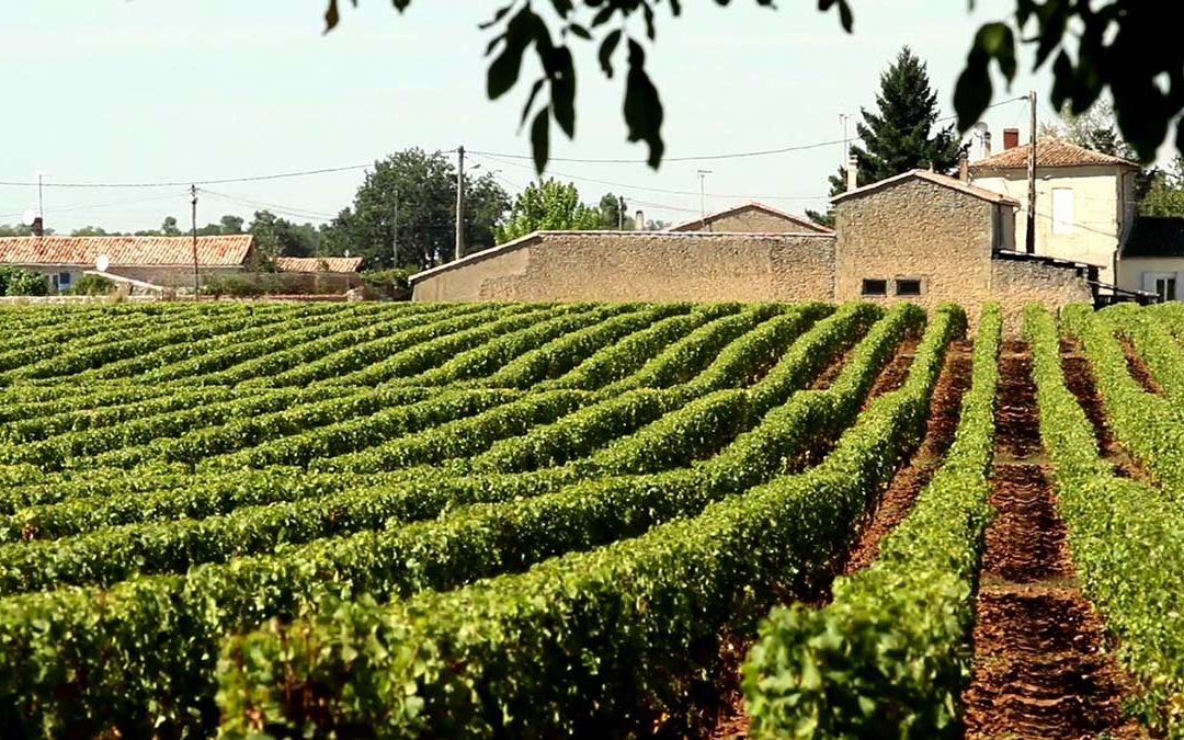 James Cluer in Bordeaux, France. Sauternes