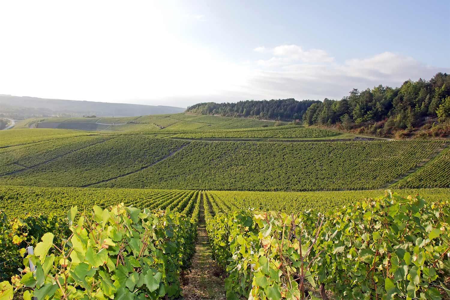 burgundy wine tour from lyon