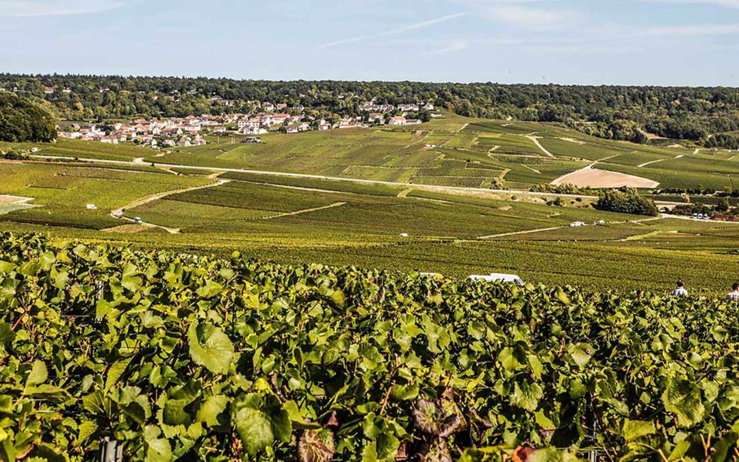 James Cluer in Champagne, France