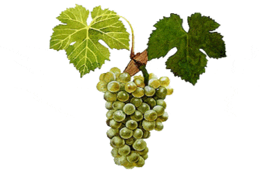 Viognier