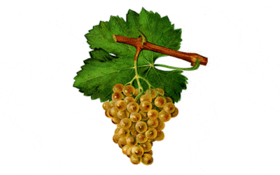 Semillon