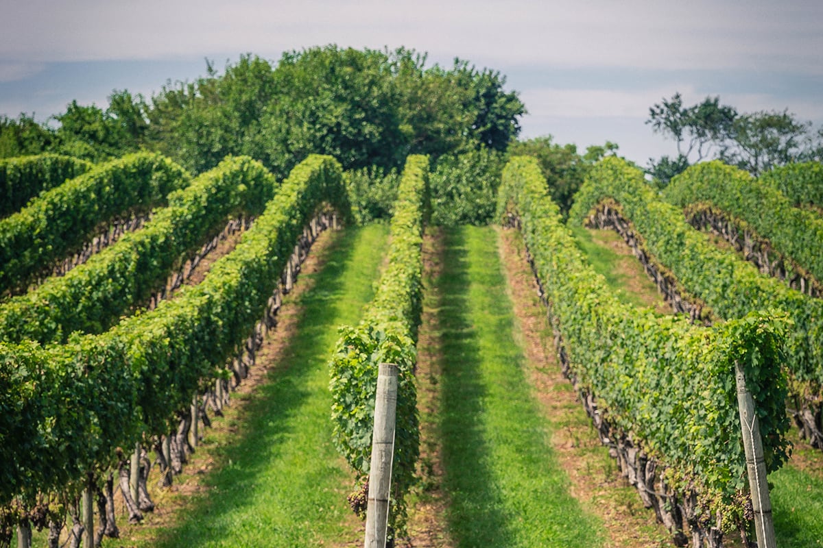 Long Island vineyard