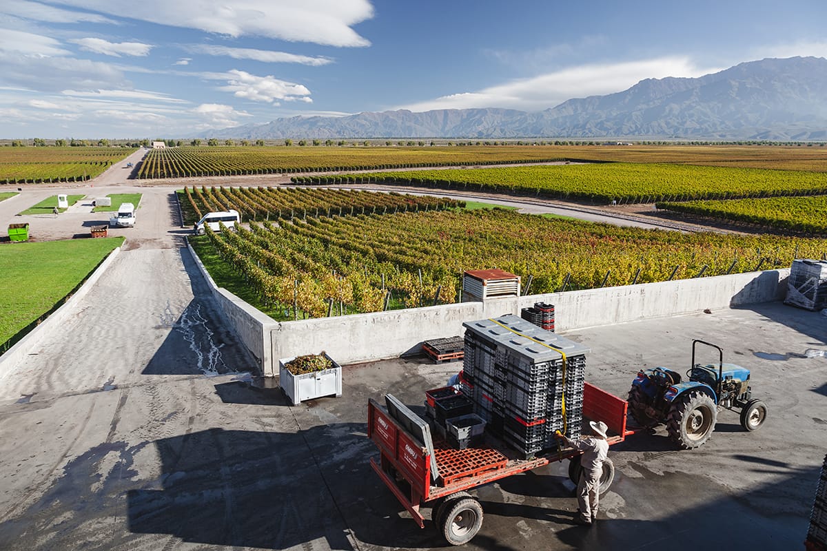 Harvest in Mendoza