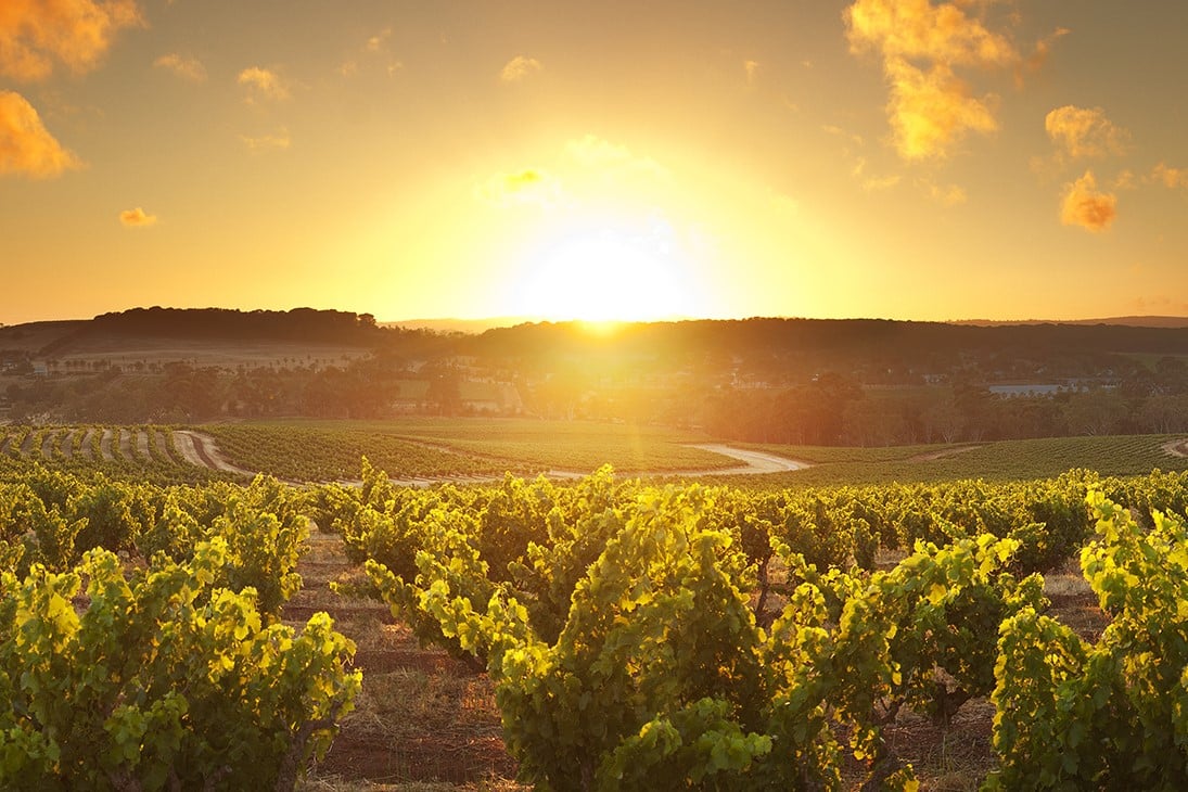 Harvest in Mendoza