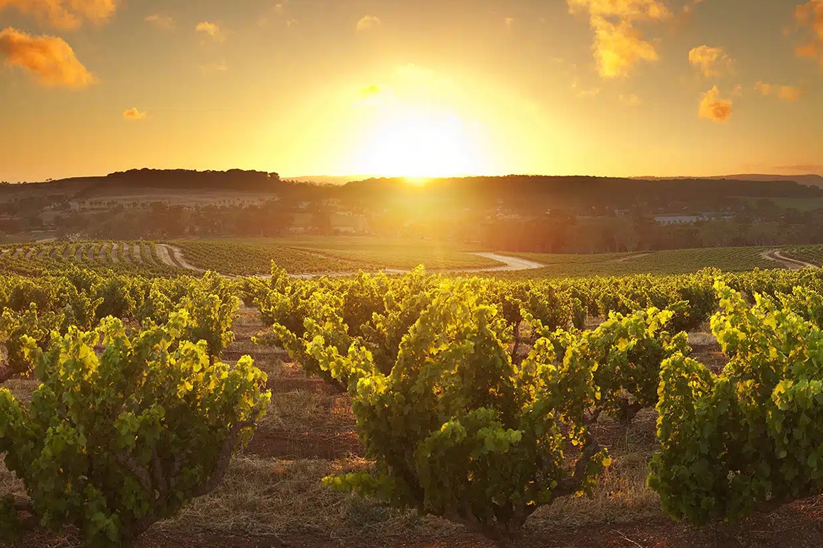 Sunset over Australian vineyard