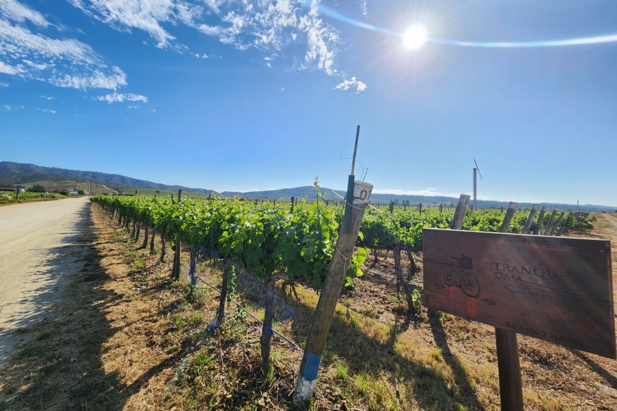 Harvest in Mendoza