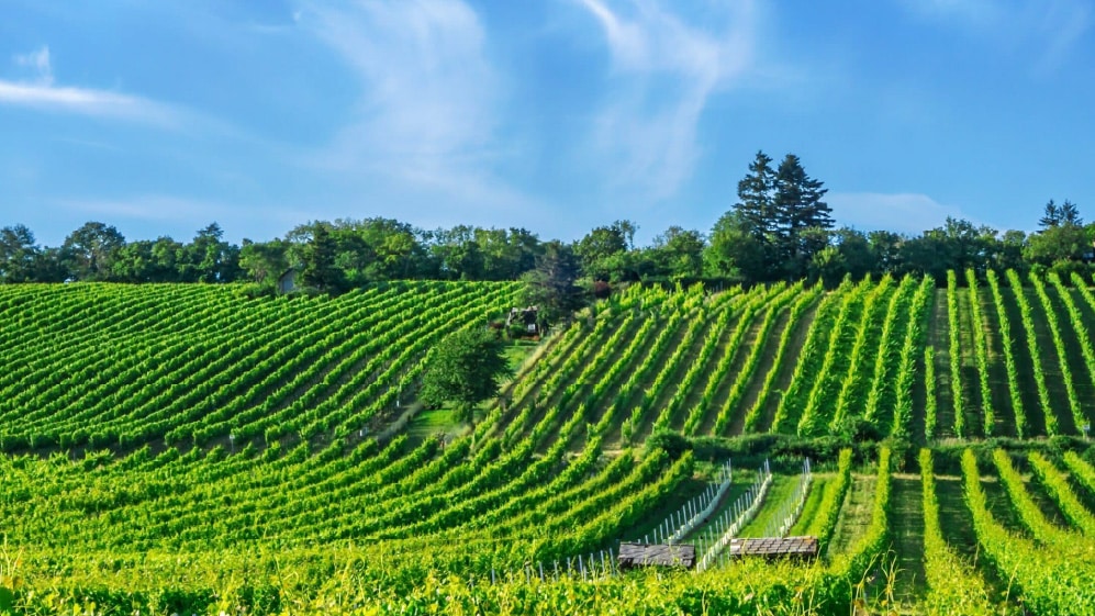 Panoramic view of the Annapolis Valley in Nova Scotia, showing rolling green farmland, vineyards, and forested hills under a partly cloudy sky.