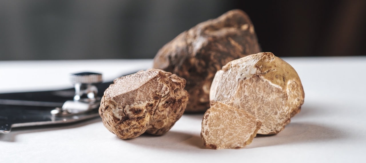 Barbaresco truffle hunting